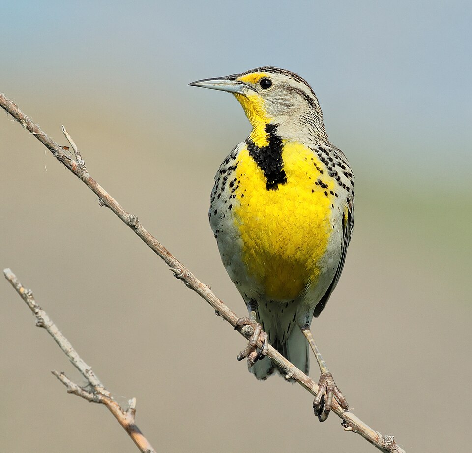 Western Meadowlark, the state bird of Kansas
